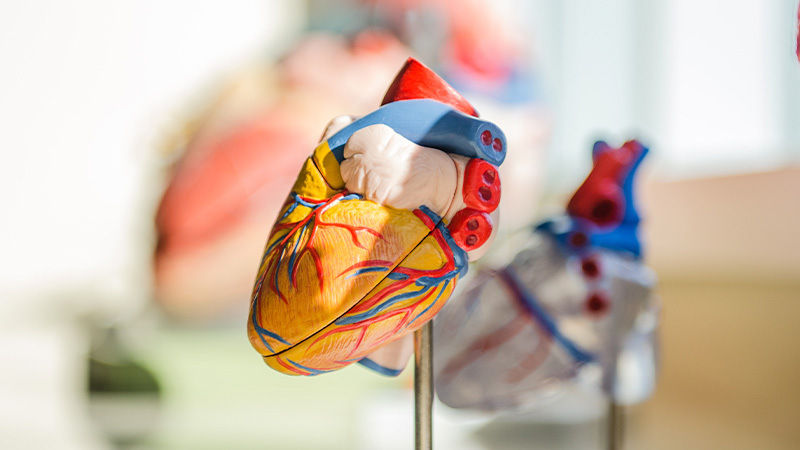 心臓の解剖模型